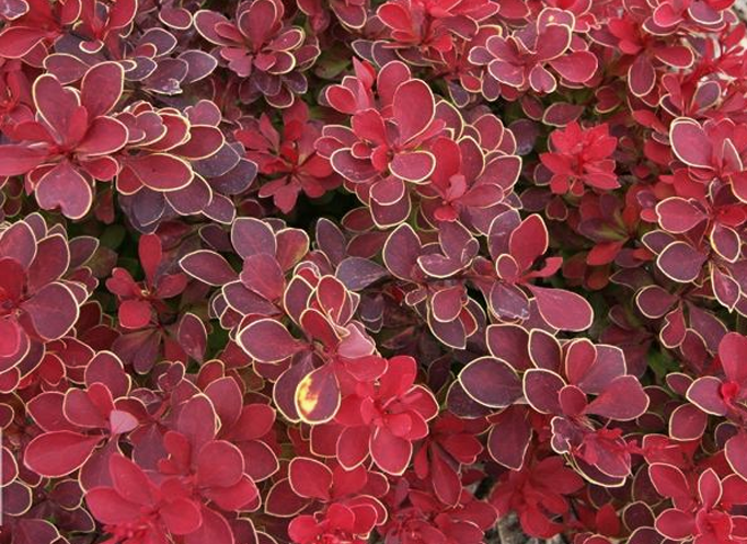 Барбарис тунберга Руби Стар